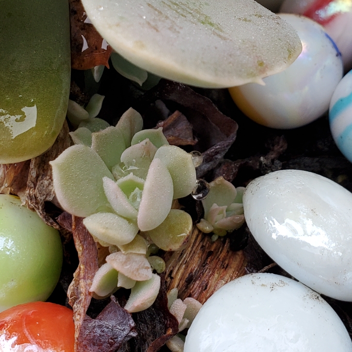 Plant image Echeveria Holy Gate