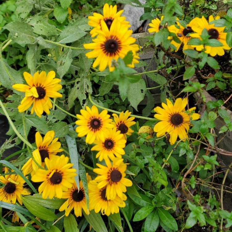plant image 1532887 plant image 1532887