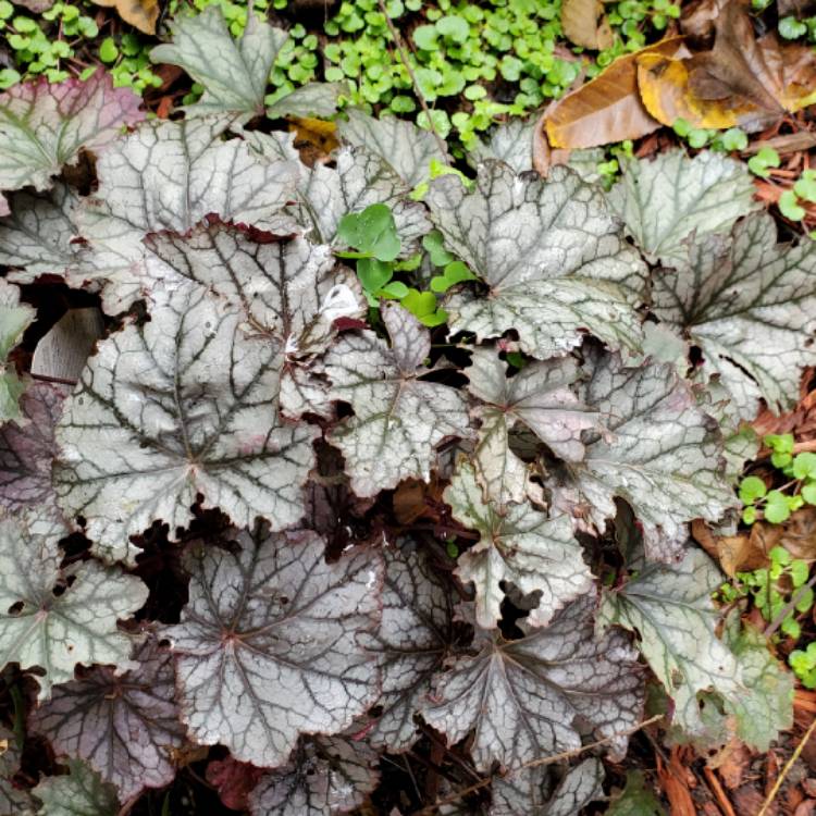 plant image 1533306 plant image 1533306