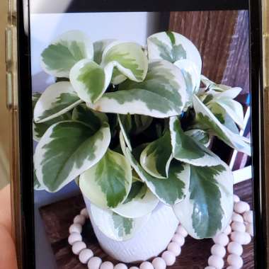 Peperomia obtusifolia 'Variegata'