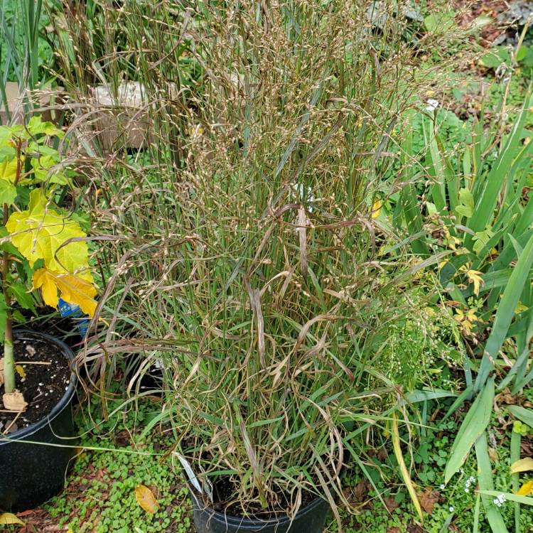 plant image 1533560