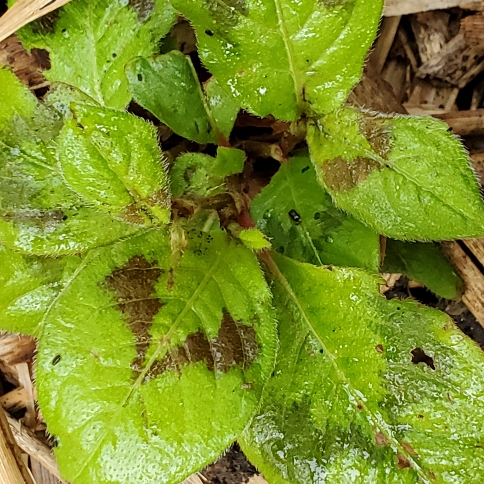 plant image 1533978 plant image 1533978