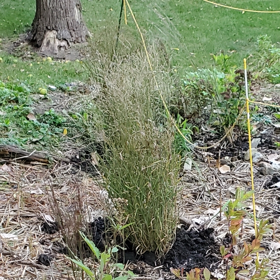 plant image 1534318