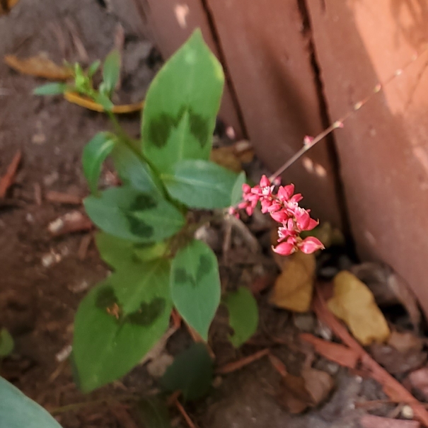 plant image 1534434 plant image 1534434