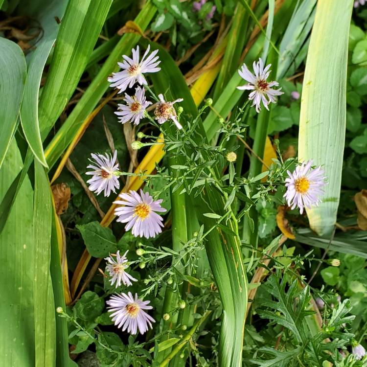 plant image 1534799 plant image 1534799