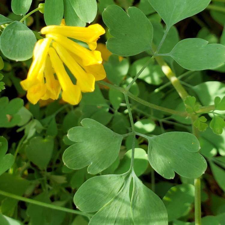 plant image 1534827