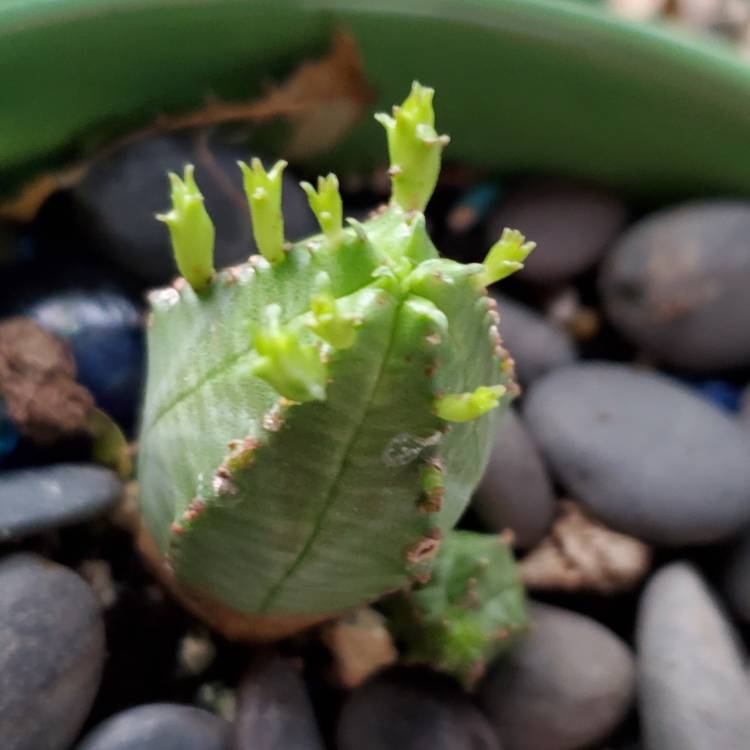 Plant image Euphorbia