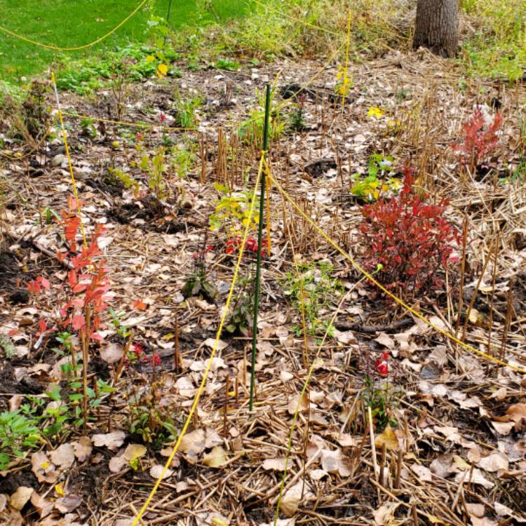 plant image 1537571 plant image 1537571