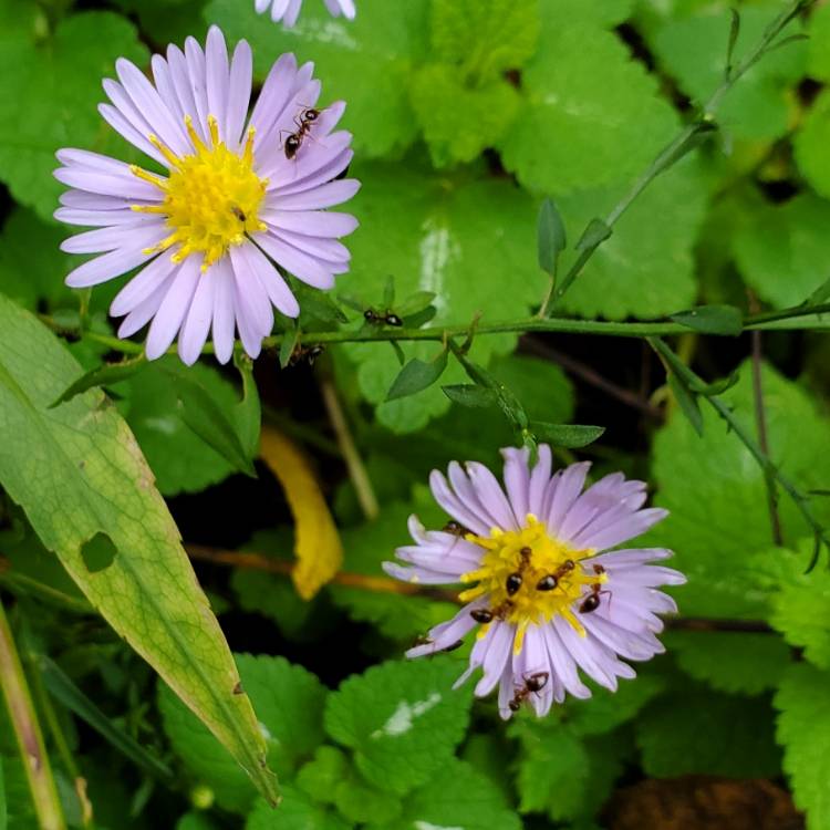 Plant image Aster novi-belgii 'Magic'