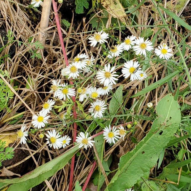 plant image 1539361
