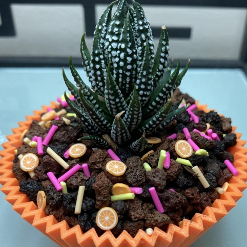 Plant image Haworthia papillosa