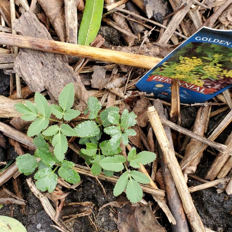 plant image 1540921 plant image 1540921