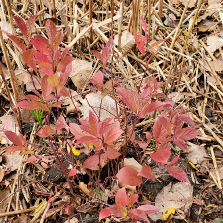 plant image 1540926 plant image 1540926