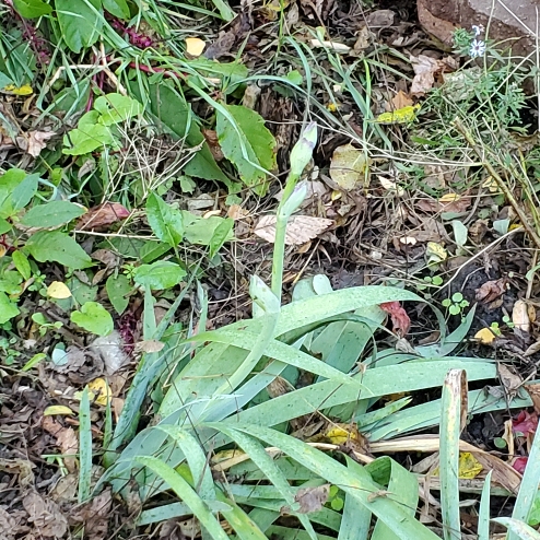 plant image 1541153 plant image 1541153