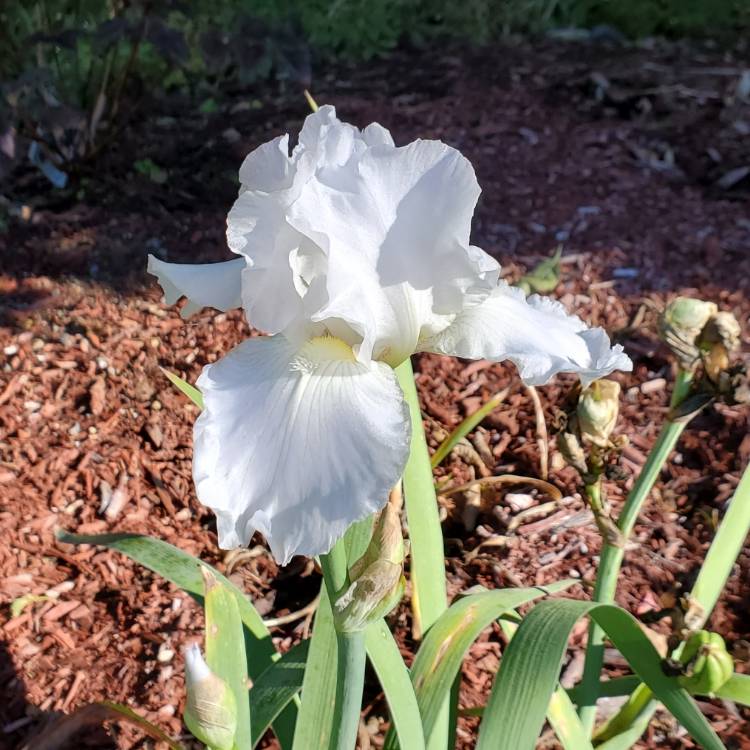 Plant image Iris x germanica 'Immortality'
