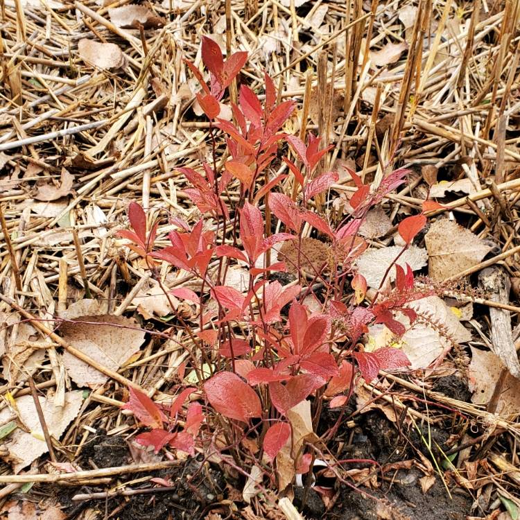 plant image 1542532 plant image 1542532