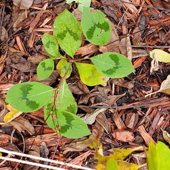 plant image 1544015 plant image 1544015