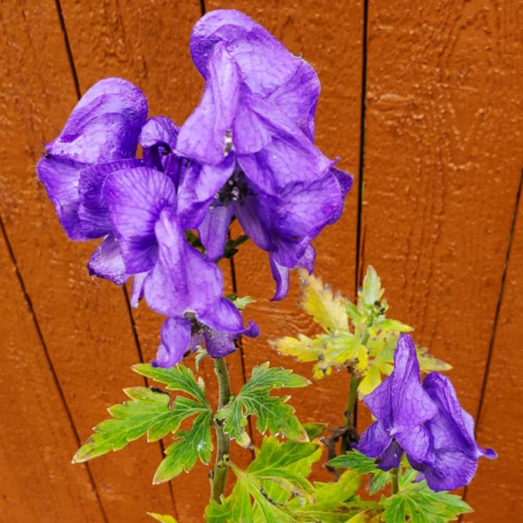 plant image 1544022 plant image 1544022