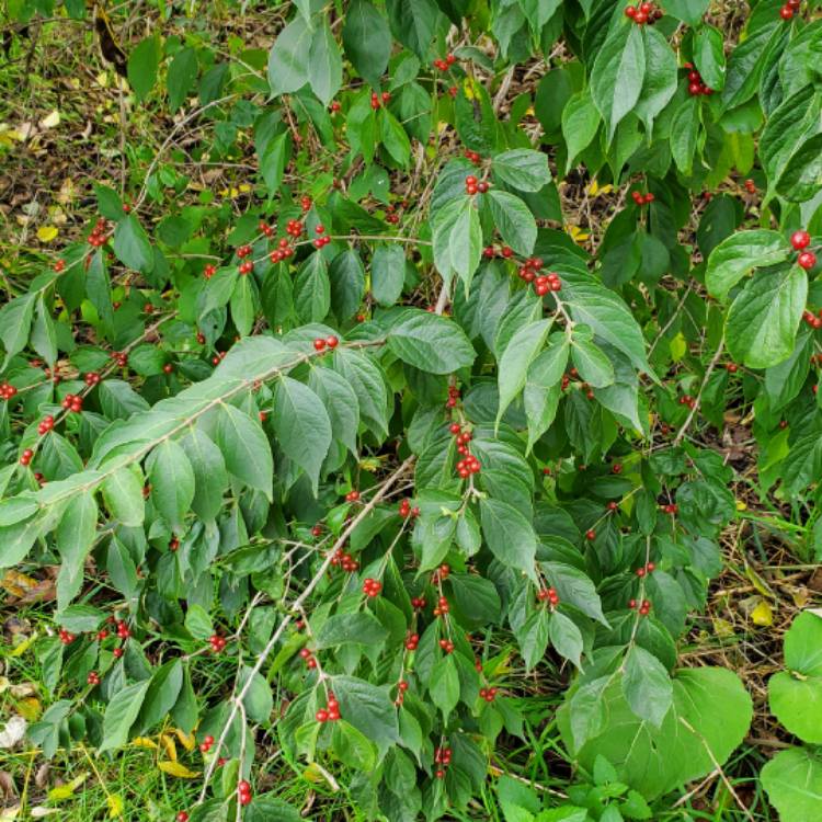 plant image 1544073 plant image 1544073