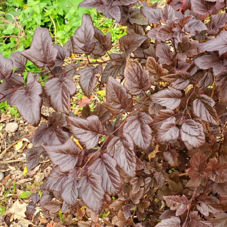 plant image 1544885 plant image 1544885