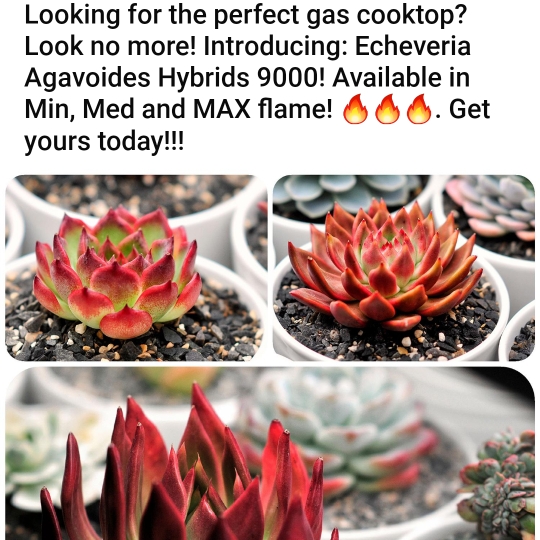 Plant image Echeveria Agavoides Ebony Hybrid