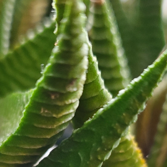 plant image 1549356
