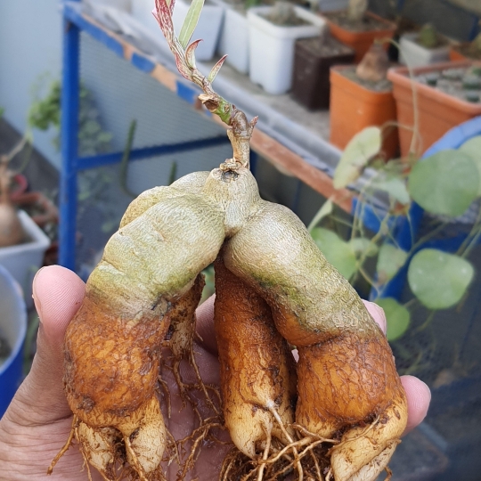 Plant image Monadenium montanum var rubellum syn. Euphorbia neorubella