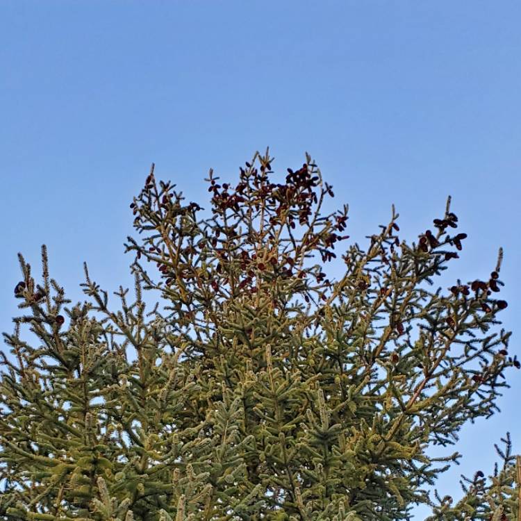 plant image 1551515