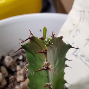 Euphorbia trigona rubra