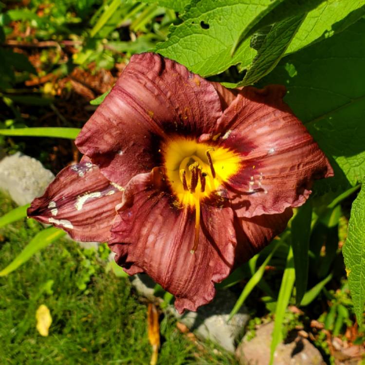 plant image 1556312 plant image 1556312