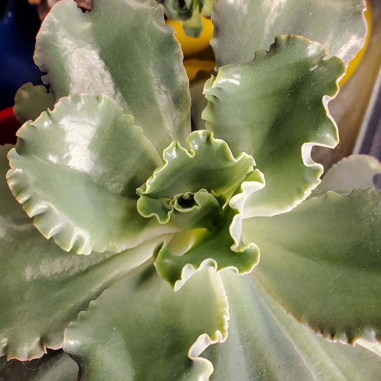 Plant image Echeveria Dick's Pink