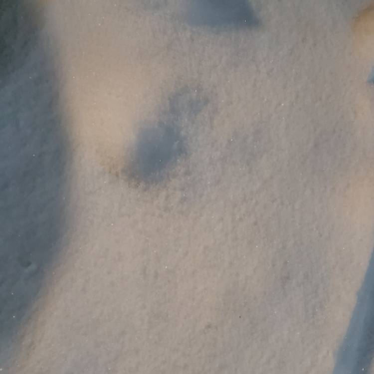 plant image 1560148