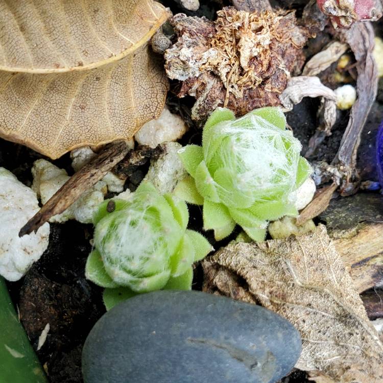 plant image 1560543