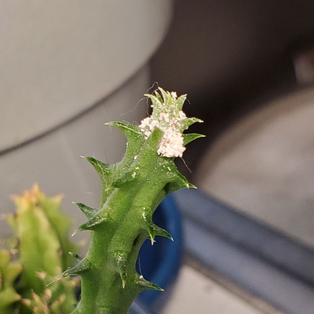 plant image 1563037
