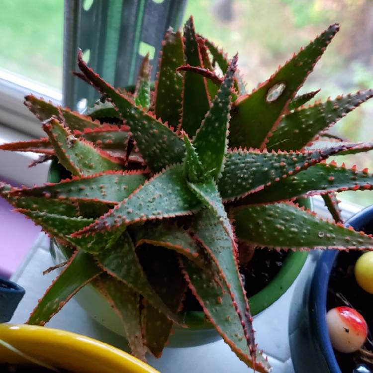 Plant image Aloe 'Christmas Carol'