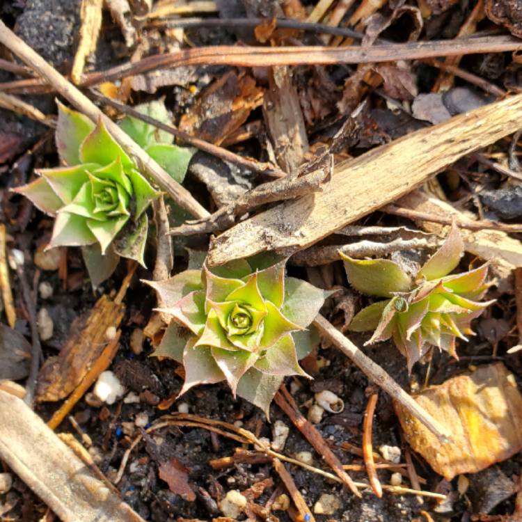 plant image 1565548 plant image 1565548