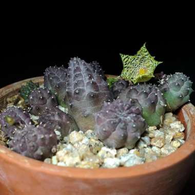 Huernia Kennedyana