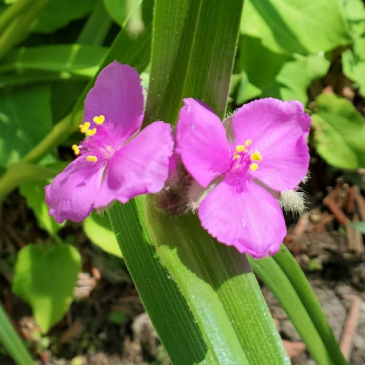 plant image 1569434 plant image 1569434