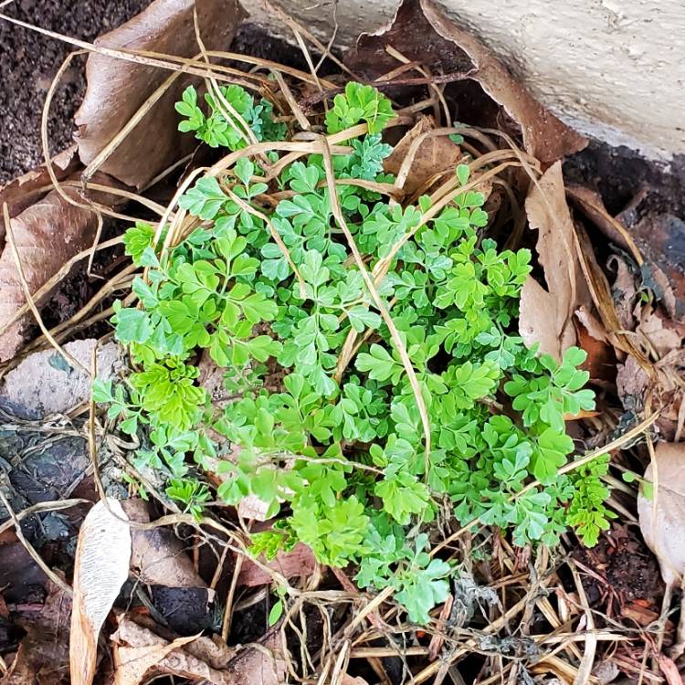 plant image 1570733