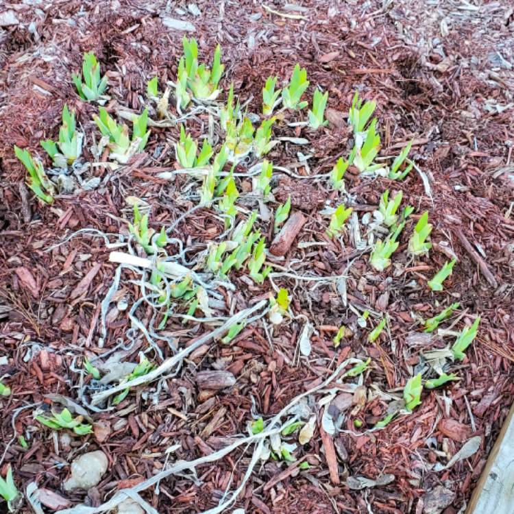 plant image 1571313 plant image 1571313