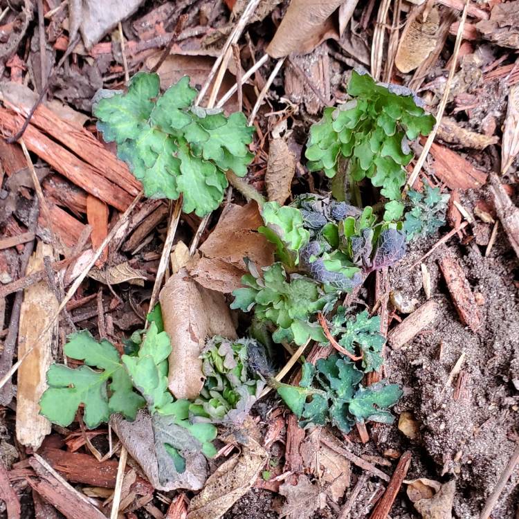 plant image 1571564 plant image 1571564