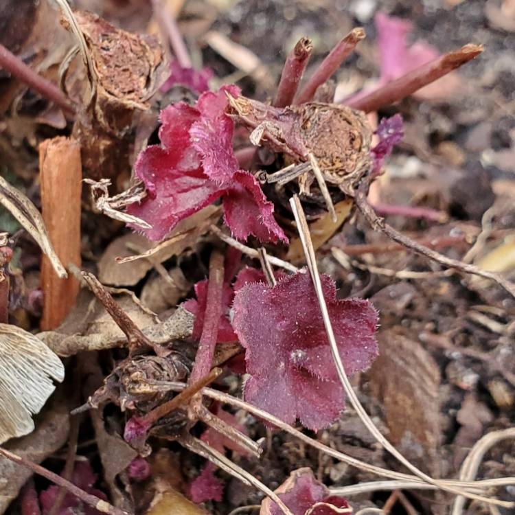 Plant image Heuchera villosa 'Palace Purple' syn. Heuchera sanguinea 'Palance Purple', Heuchera micrantha 'Palace Purple'