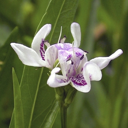 plant image 1571740