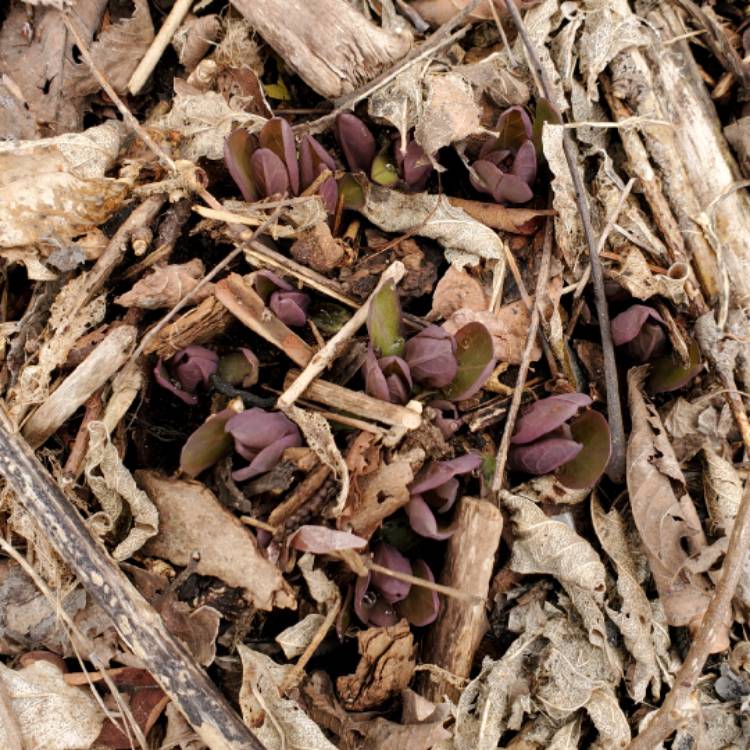 plant image 1572940 plant image 1572940