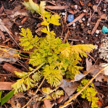Tanacetum