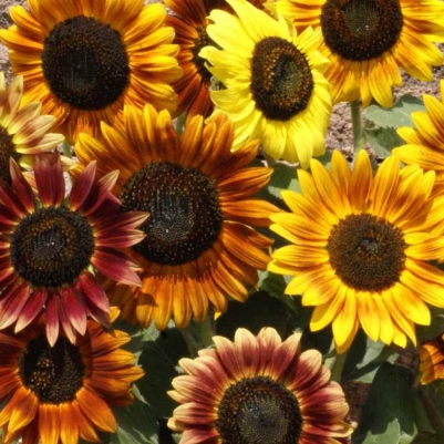 Plant image Helianthus annuus 'Autumn Beauty'
