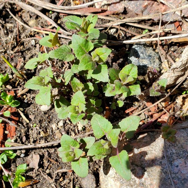 plant image 1576893 plant image 1576893