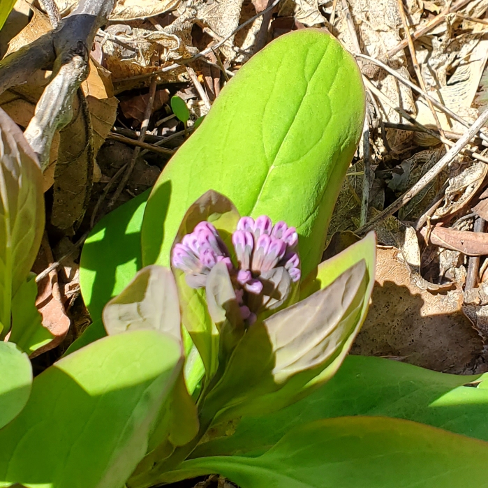 plant image 1576908 plant image 1576908