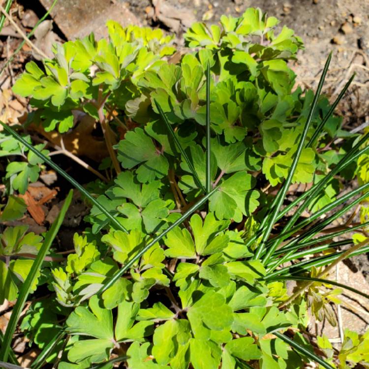 plant image 1576920 plant image 1576920
