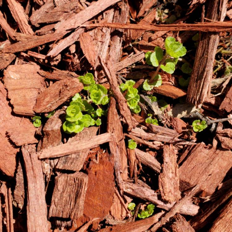 plant image 1577467